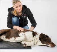 Gutschein für Hundeostepathie - Katharina Prost