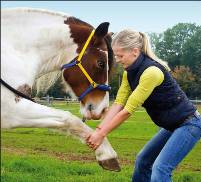 Preise Tierphysiotherapie für Pferde - Katharina Prost