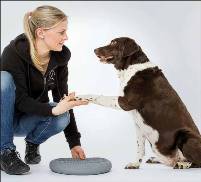 Preise Tierpysiotherapie und Hundeosteopathie Katharina Prost