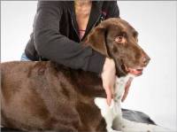 Osteopathie beim Hund - Die sanfte art des Heilens
