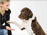 Struktur und Funktion bei der Hundeosteopathie - Kathrina Prost