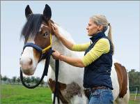Stresspunktmassage Pferd - Kathrina Prost